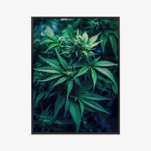 Plakat w ramie Konopie Roślinny Naturalizm Premium