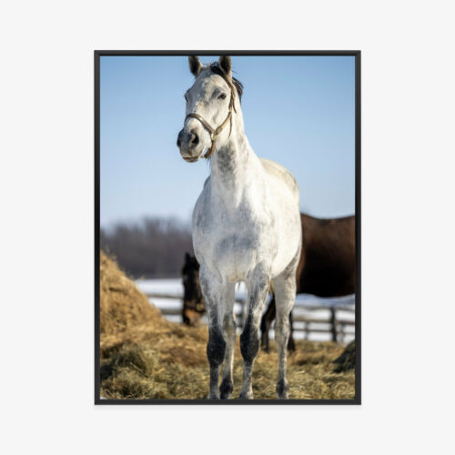 Plakat w ramie Koń Zima Farma Spokojna Scena Premium