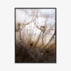 Plakat w ramie dmuchawce krople makro Premium