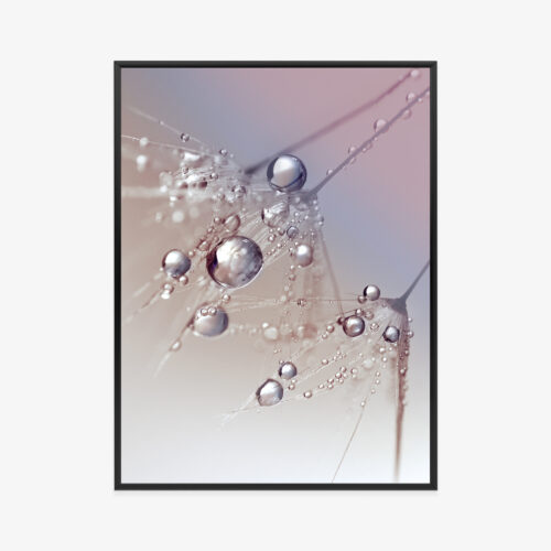 Plakat w ramie dmuchawiec makro krople wody Premium
