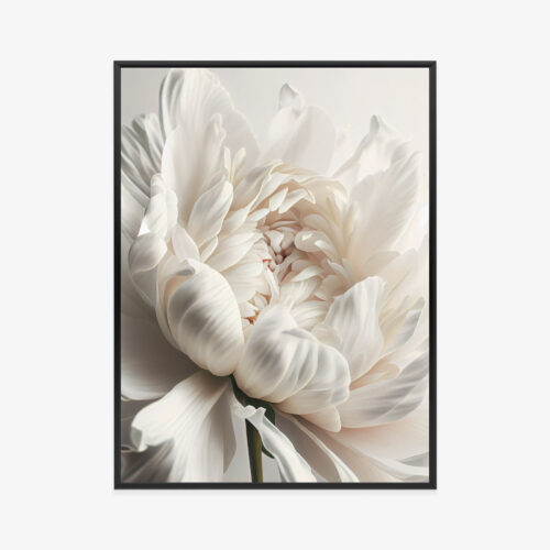 Plakat w ramie kwiat piwonia zbliżenie elegancja Premium