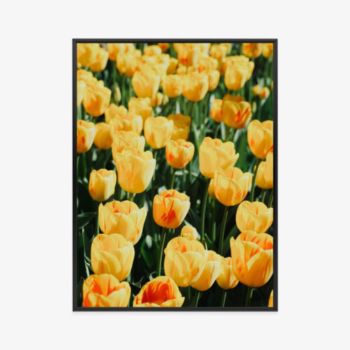 Plakat w ramie żółte tulipany fotografia wiosna Premium