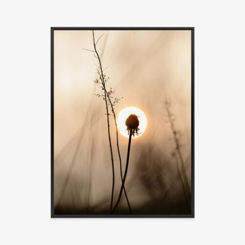 Plakat w ramie samotny kwiat fotografia zachód słońca Premium